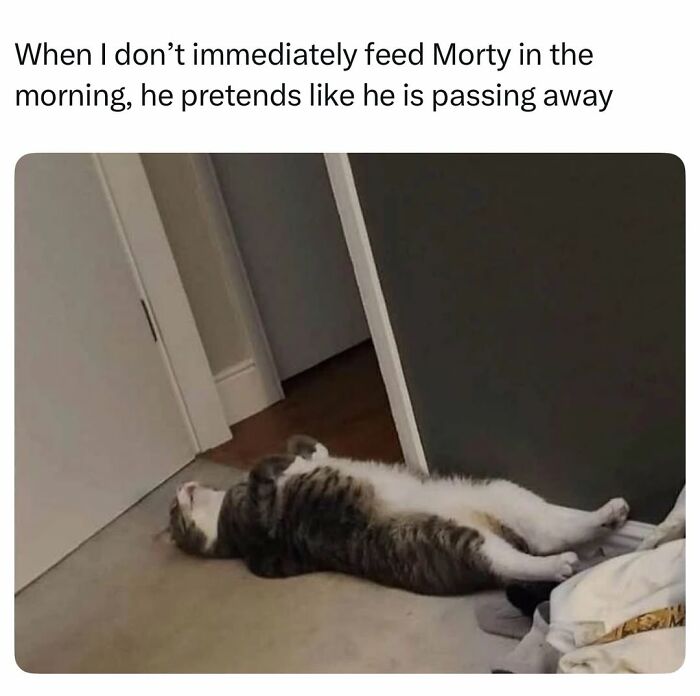 A fluffy cat lies dramatically on the floor, pretending to be lifeless, a common cat meme showing a tiny four-legged menace.