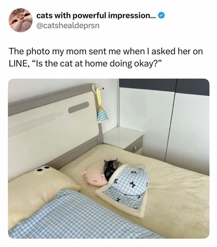 A tiny cat is sleeping peacefully under a blanket in a meme summarizing life with a four-legged menace.
