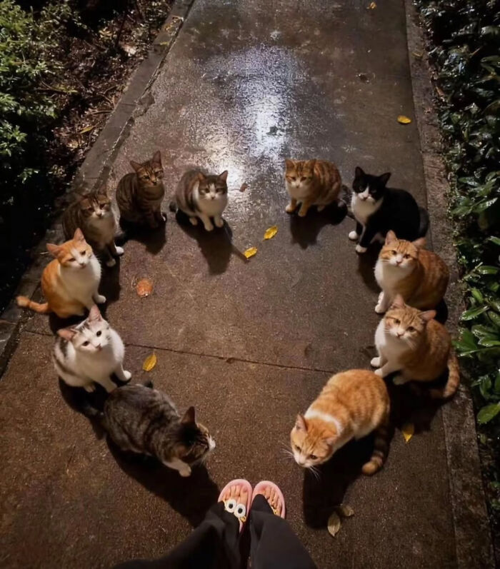 Ten cats of various colors arranged in a heart shape around a person's feet on a wet path, forming a cute cat meme.