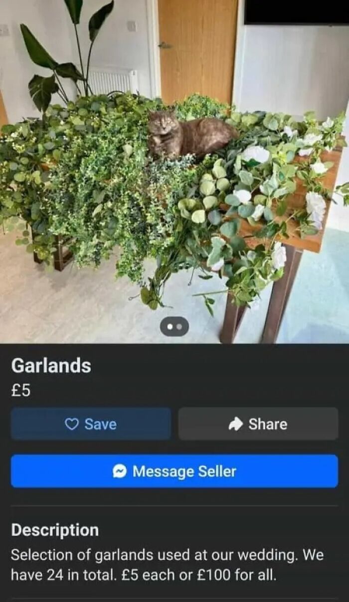 Online marketplace screenshot of garlands used for a wedding, with a cat lounging amidst them, exemplifying weirdest people posts.