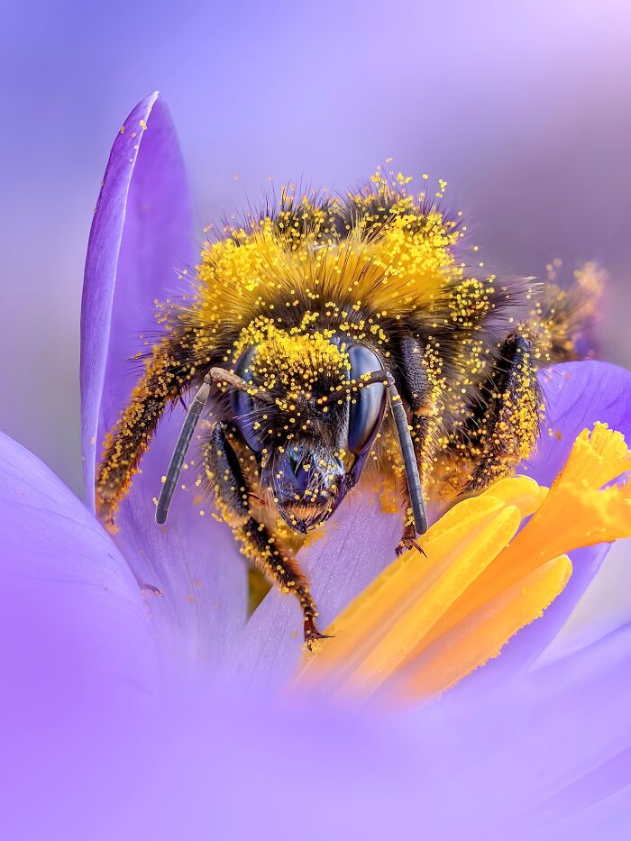 Photographyliss Macro Photo