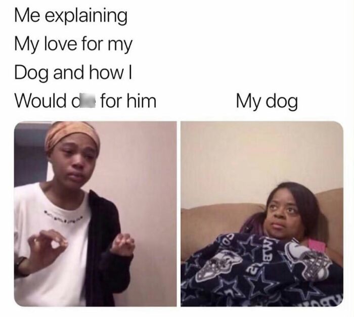 A split image of a person expressing love for their dog, juxtaposed with the dog's indifferent reaction, a funny dog meme.