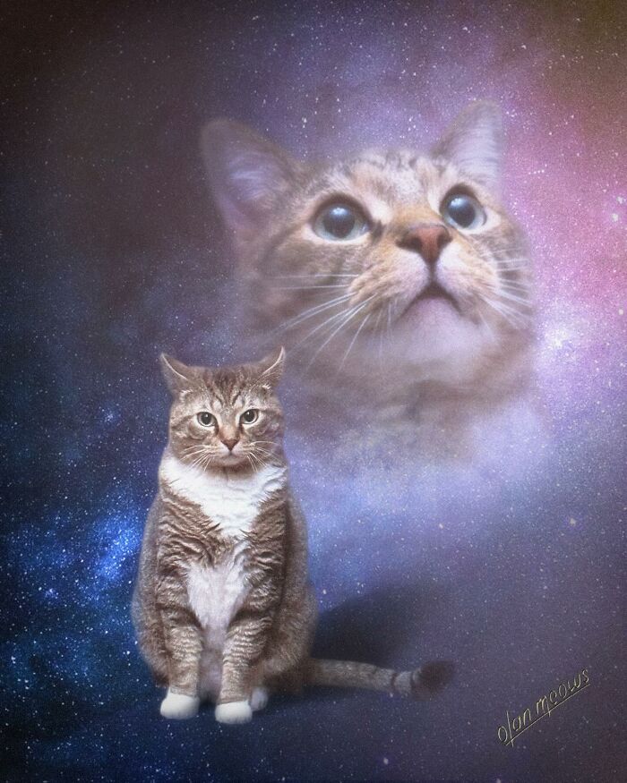 A majestic tabby cat posing for an over-the-top 80s portrait with a cosmic background, a popular choice for pets.