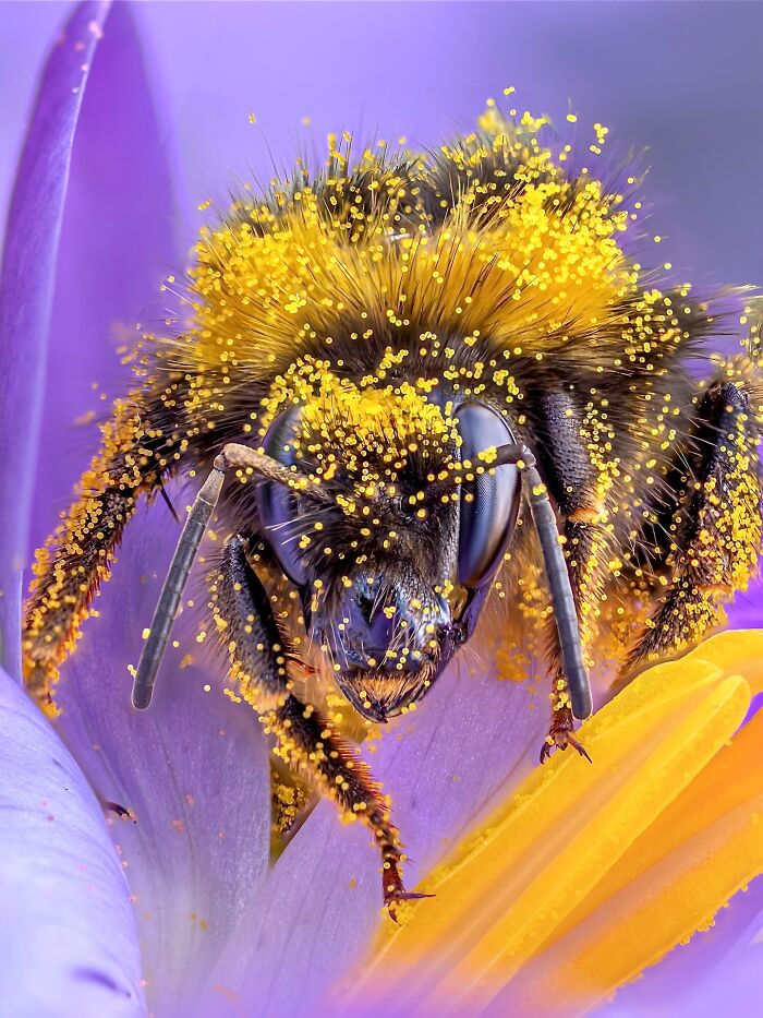 Photographyliss Macro Photo