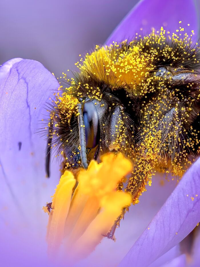 Photographyliss Macro Photo