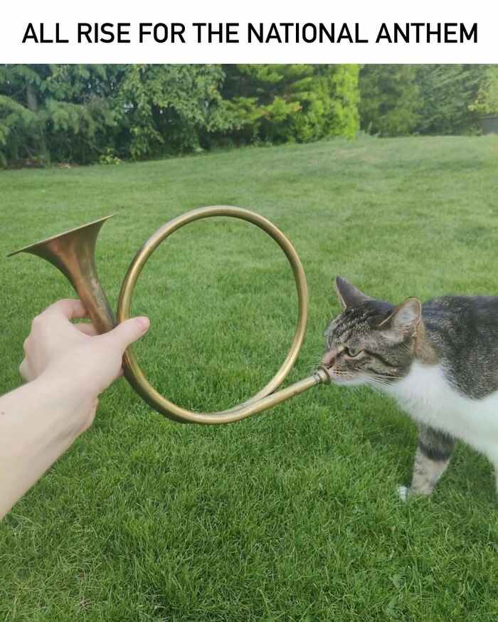 A cat meme showing a person holding a brass horn to the nose of a tabby and white cat outdoors.