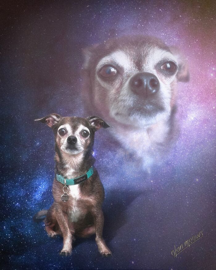 Hilarious 80s portrait of a dog on a starry background, with a larger ethereal dog head floating in space.