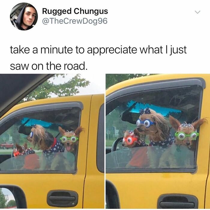 Three dogs wearing goggles and clothes in a yellow car, looking out the window, a funny dog meme.