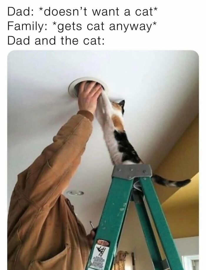 A cat meme showing a man on a ladder reaching into a ceiling light fixture, pulling out a calico cat.
