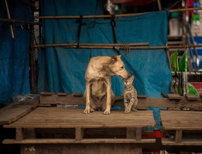 “The Secret Lives Of India’s Street Cats”: 24 Heartwarming Photos That Turn Everyday Felines Into Unforgettable Stars
