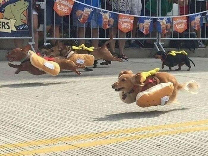 Hilarious pure photography of dog images dressed as hot dogs racing.