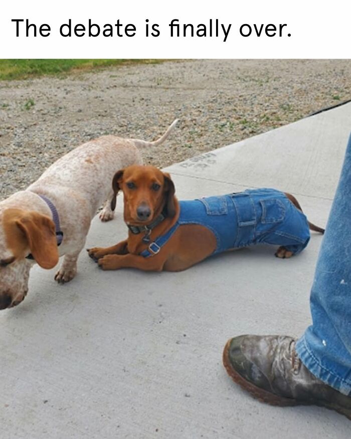 A dachshund wearing jeans next to another dog and a person's leg. Relatable dog toy maker meme.