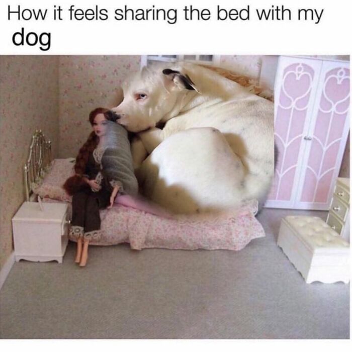 A small doll in a bed with a huge, white dog taking up most of the space, a funny dog meme.