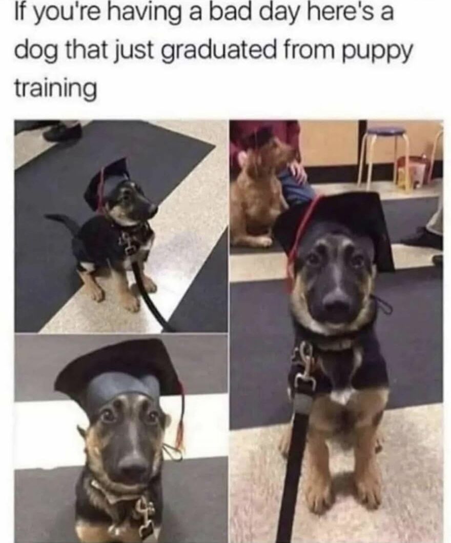 Cute animal meme featuring a dog wearing a graduation cap after completing puppy training, celebrating animals.