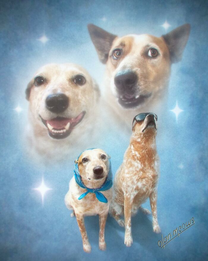 A group of pet dogs given a hilarious over-the-top 80s portrait treatment, with glowing stars and ethereal dog faces.