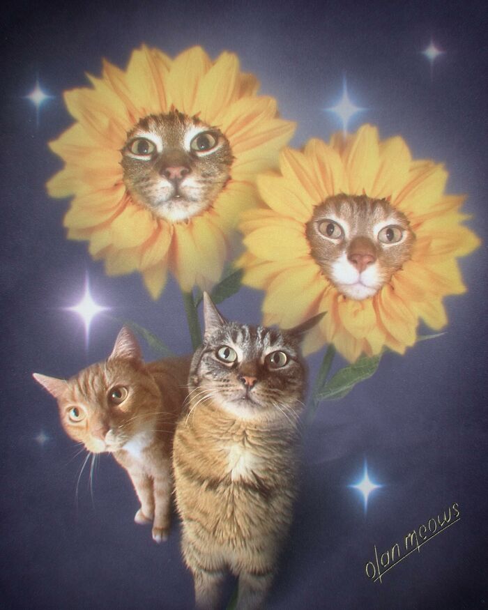 Three pet cats, two with faces appearing as sunflowers, given a hilarious over-the-top 80s portrait treatment.