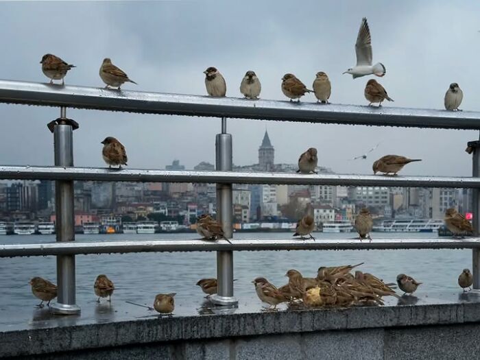 Murat Bakmaz captures the beauty of everyday life: Sparrows and a seagull on metal railings overlooking a city skyline.