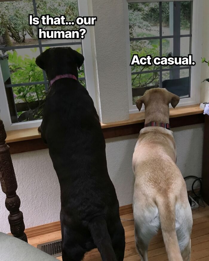 A funny dog meme from a dog toy maker showing two dogs looking out a window at their human.