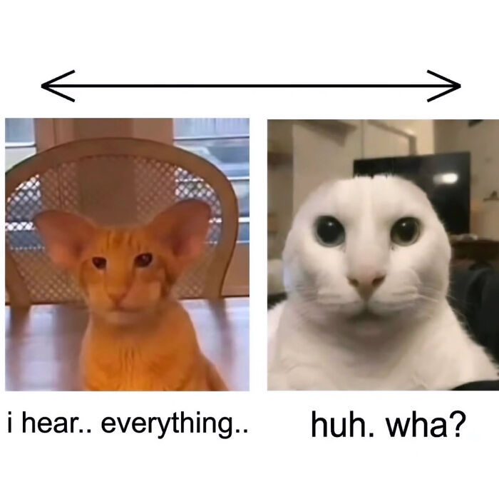 A funny cat meme showing two cats, one with large ears and another with a small face, comparing their hearing.