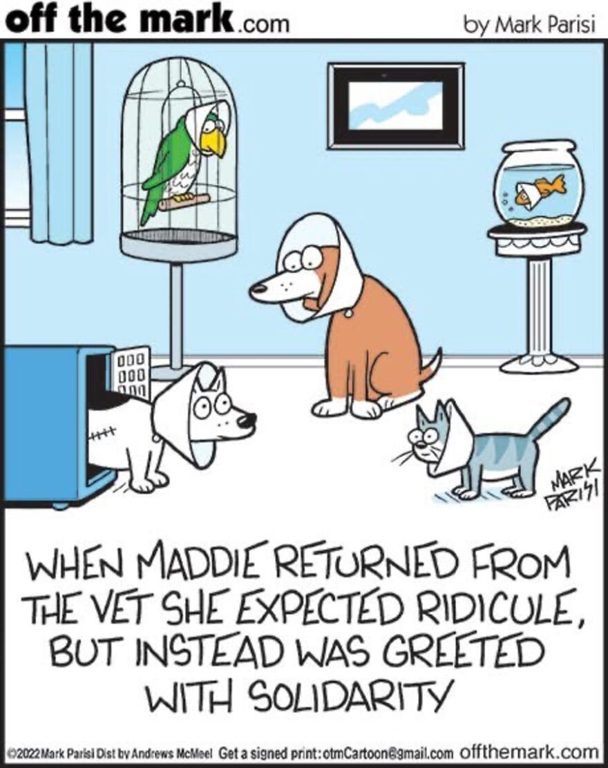 Cats Turn Everyday Chaos Into Comedy In These 36 New Cartoons By Mark Parisi