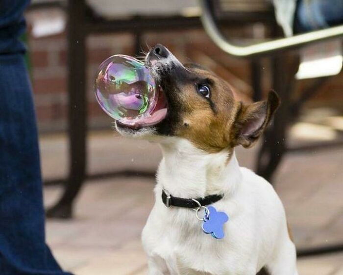 50 Perfectly Timed Animal Photos From This Online Collection That Are Almost Too Good To Be True