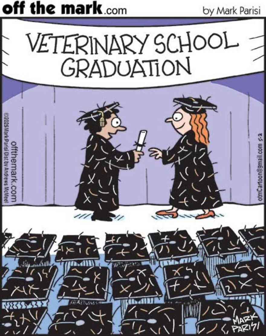 Cats Turn Everyday Chaos Into Comedy In These 36 New Cartoons By Mark Parisi