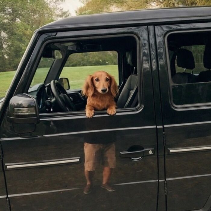 An absurd dog image shows a dachshund with its paws on a car door, appearing to stand on human legs.