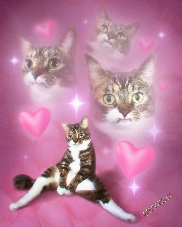 Over-the-top '80s portrait treatment of pets with a tabby cat posing on a pink background, surrounded by hearts and multiple cat faces.
