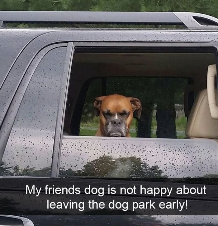 A dog toy maker meme featuring a sad boxer dog looking out a car window, unhappy about leaving the dog park.