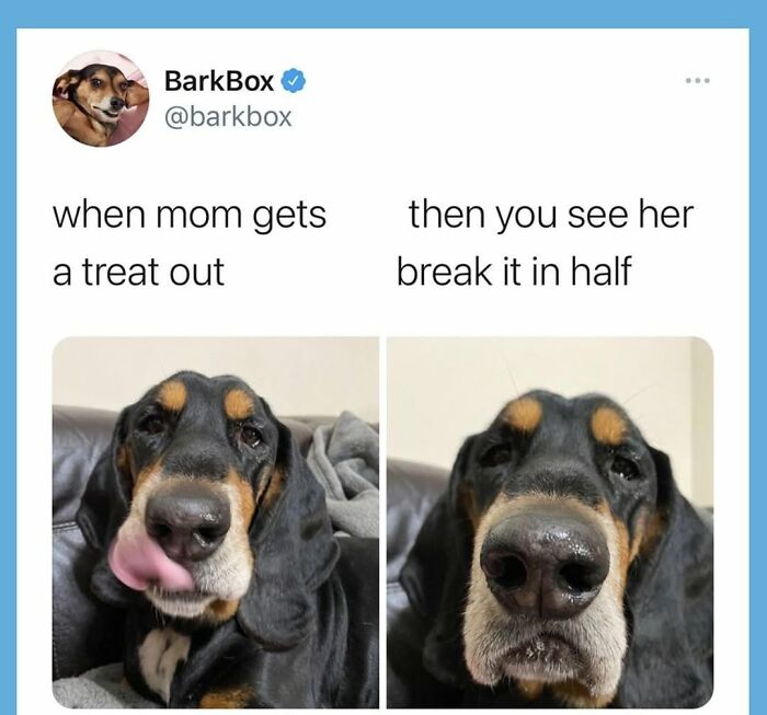 A relatable dog meme from BarkBox showing a dog's changing expressions for a treat.