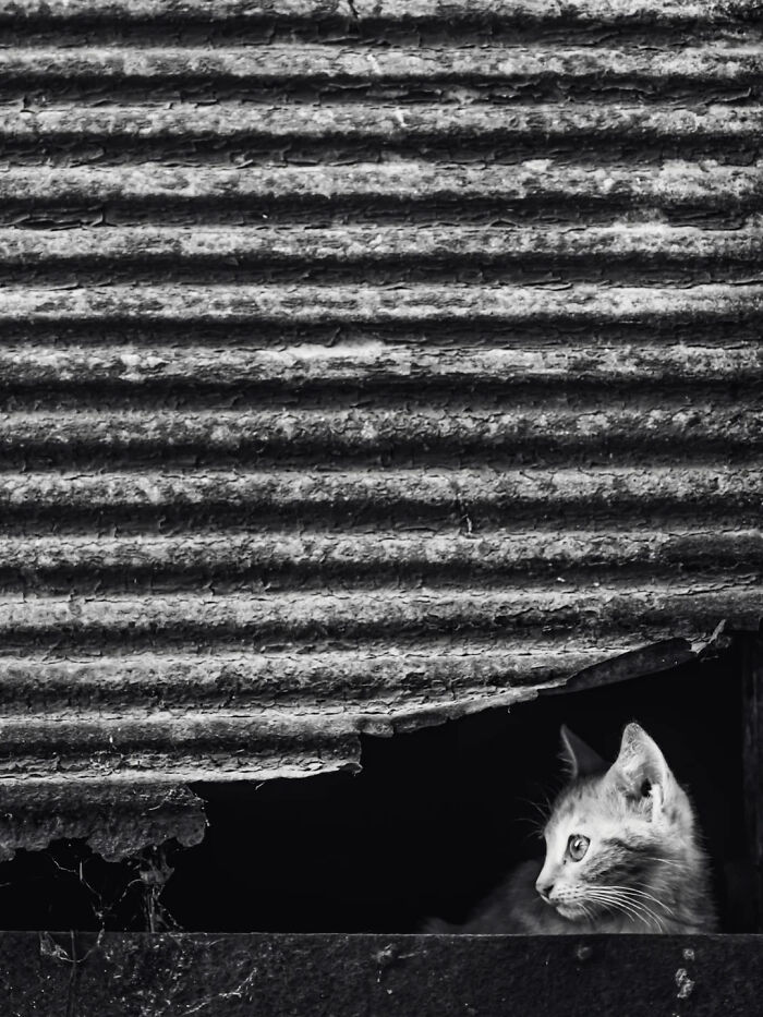 A perfectly timed street photo by Mehmet Bayram features a small kitten looking out from a dark recess under a corrugated metal sheet.