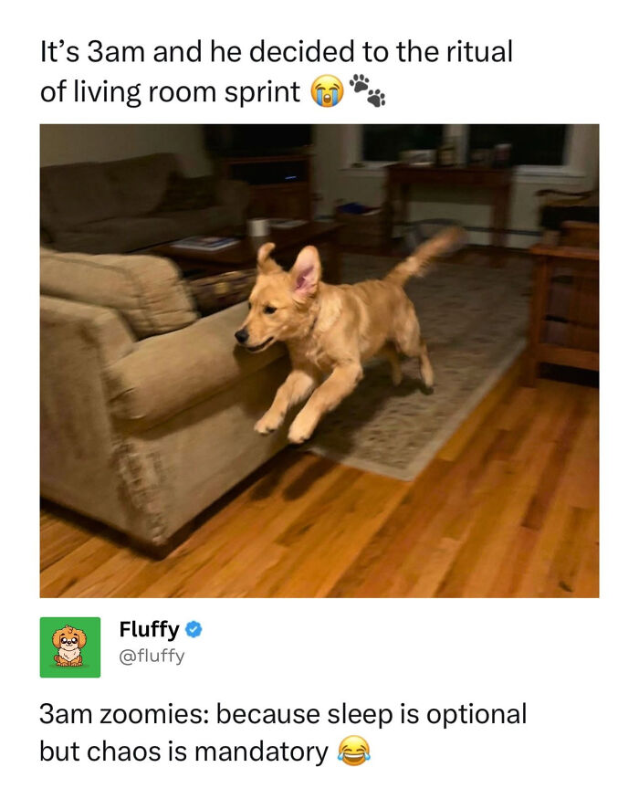 A wholesome animal meme shows a dog mid-air, sprinting across a living room, in a blurry action shot.