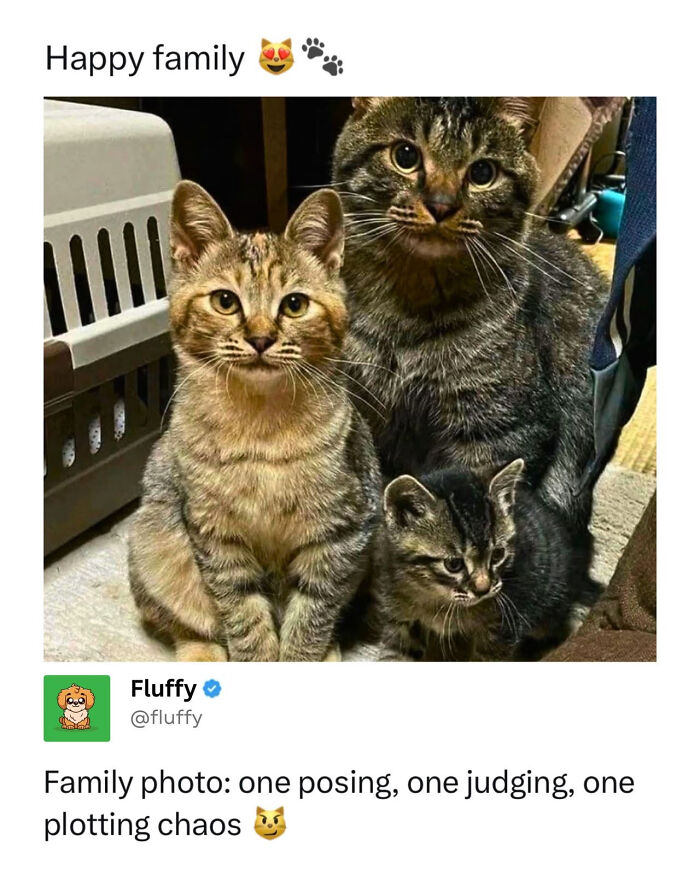 A wholesome animal meme shows a family of three cats, two tabbies and one small kitten, posing together.