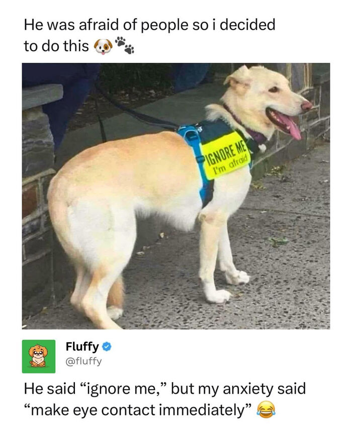 A wholesome animal meme shows a dog wearing a vest that says Ignore me, I'm afraid.