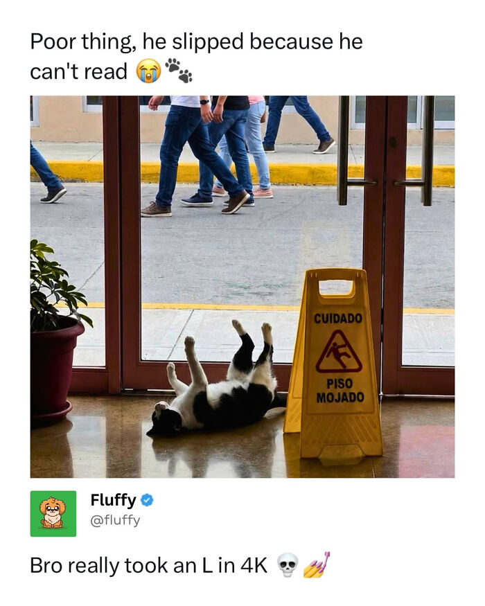 A wholesome animal meme of a dog lying on its back next to a wet floor sign.
