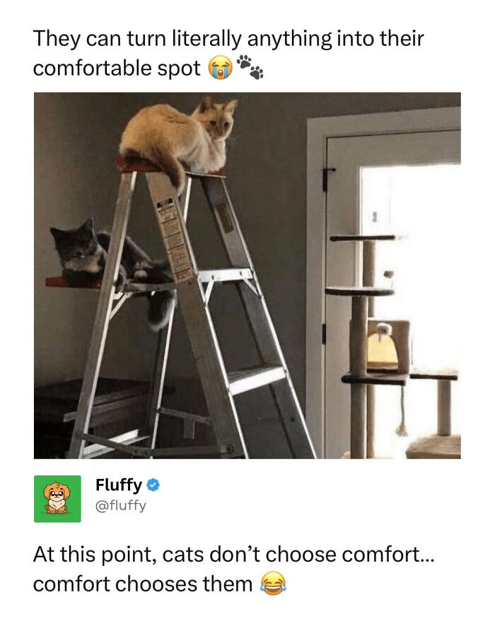 Two cats relaxing on a metal step ladder, with a cat tree in the background, showcasing wholesome animal memes.
