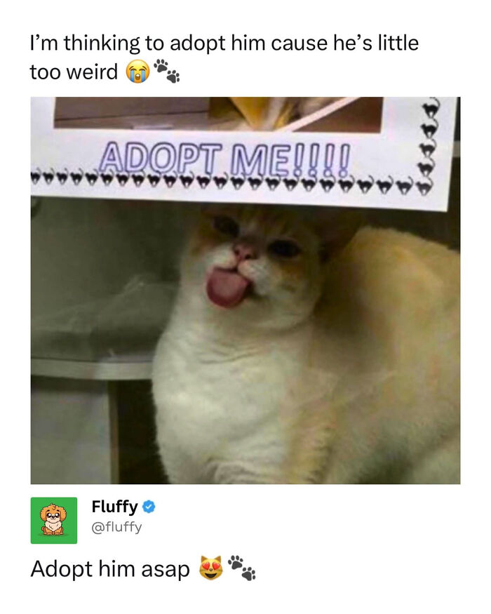 A wholesome animal meme of a cat with its tongue out under an Adopt Me sign.