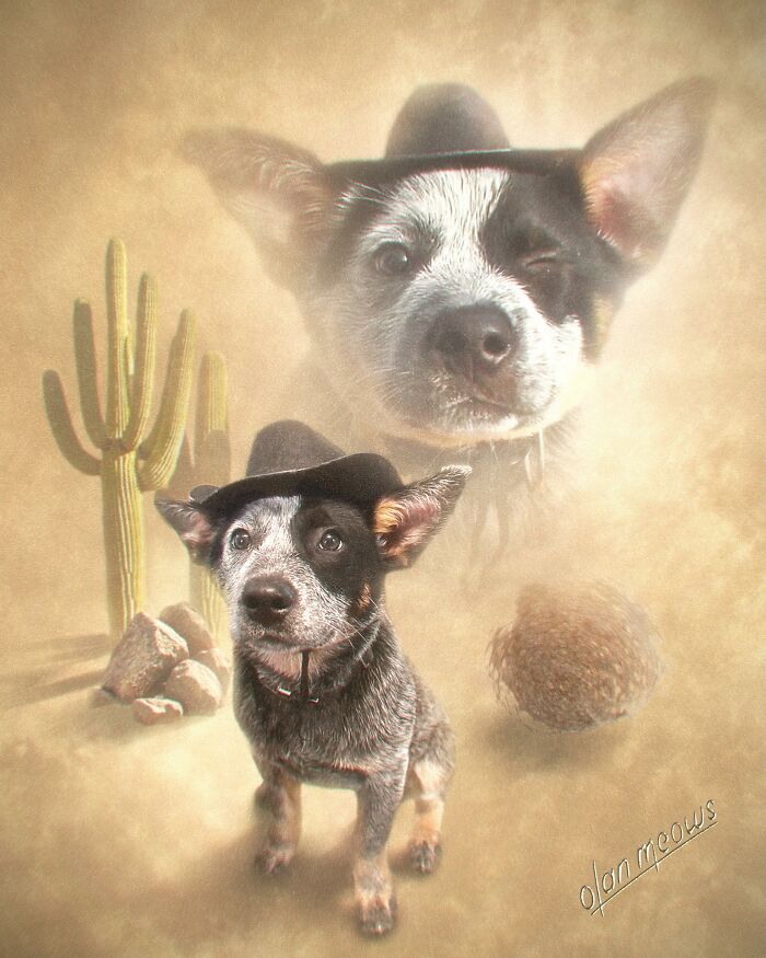 Hilarious '80s portrait treatment of pets featuring a dog in a cowboy hat in a desert scene with a ghostly dog face.