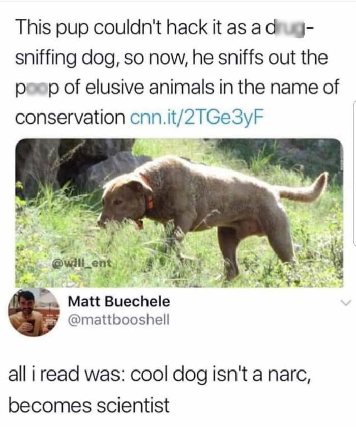 A brown dog sniffing the ground outdoors, with text about it being a conservation dog, a funny dog meme.