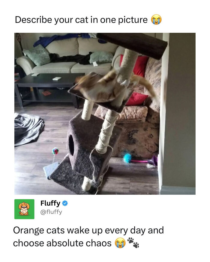 A blurry image of an orange cat leaping off a cat tree, depicting chaotic animal memes.