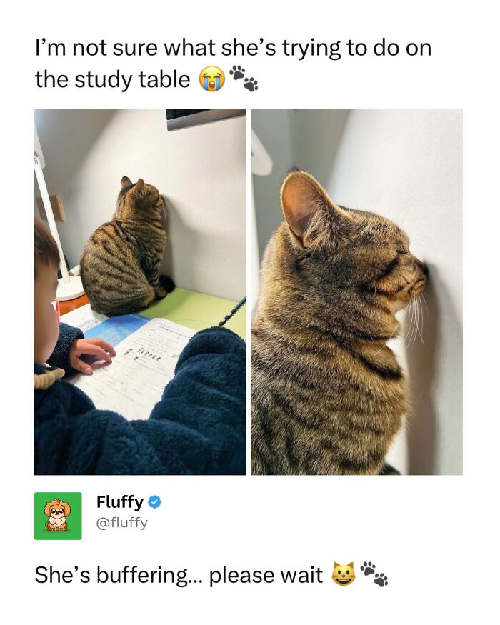 A wholesome animal meme of a cat with its face pressed against a wall on a study table.