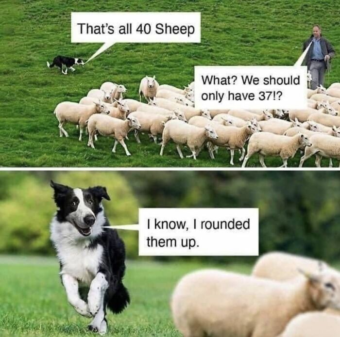 A funny dog toy maker meme showing a border collie sheepdog rounding up 40 sheep instead of 37.
