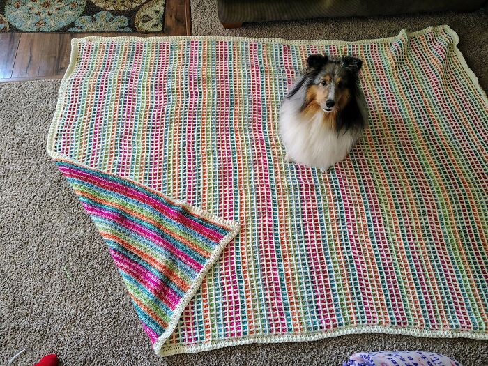 Colorful crochet blanket with dog sitting on top showcasing creative crochet project
