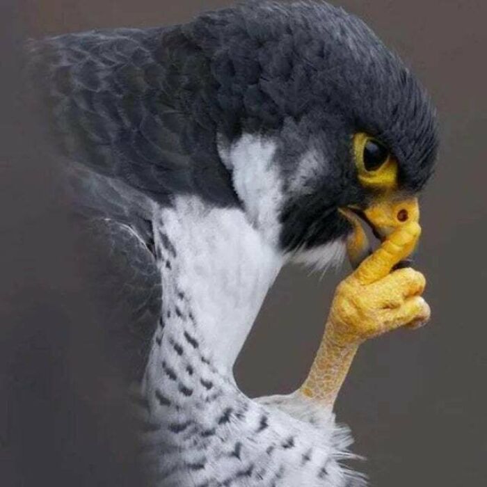 A Photographer Captured A Falcon That Looks Like It's Plotting Something