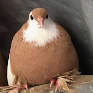 oliwiastolarek avatar