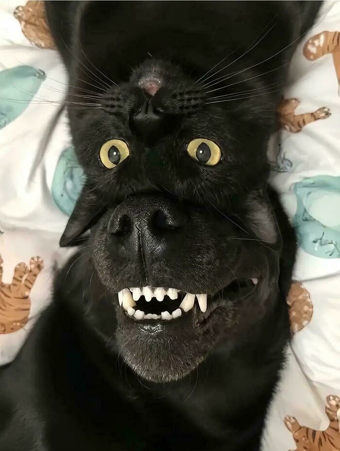 Gmork, The Neverending Dogcat