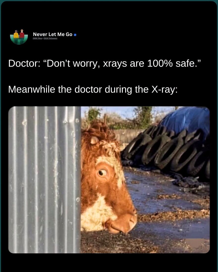 A meme of a cow peeking from behind a corrugated metal sheet, with text about doctor safety during X-rays, showcasing hilarious real life memes.