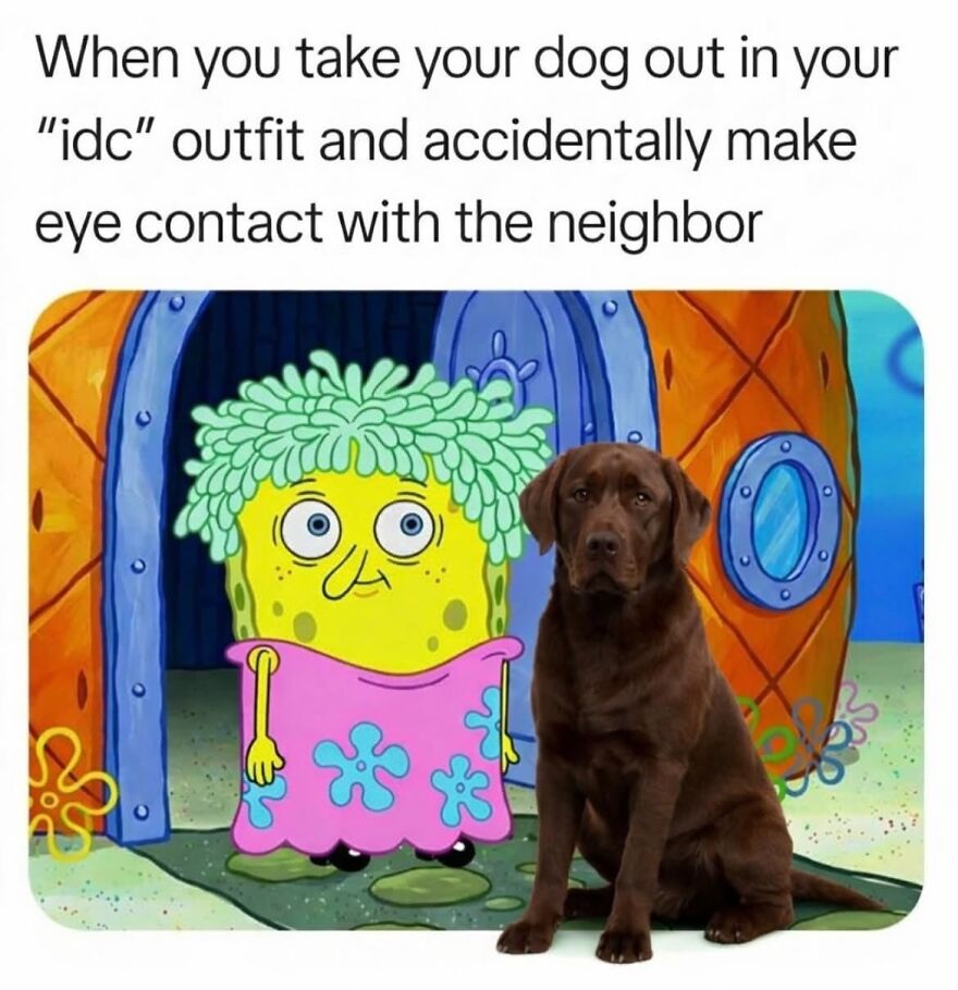 A meme combining SpongeBob in a dress and a real dog, illustrating an awkward encounter, one of many hilarious memes.