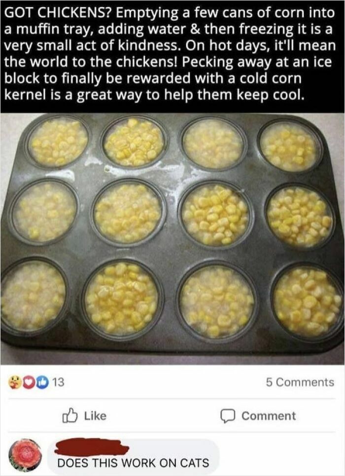 A screenshot showing elderly people hilariously using the internet, with a Facebook post about freezing corn for chickens.