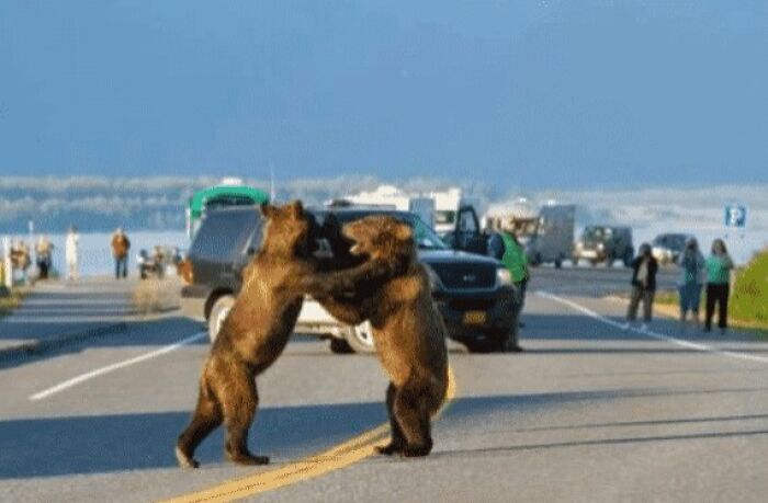 Two bears wrestling on a road with onlookers and cars in the USA, showcasing different photos of the USA.